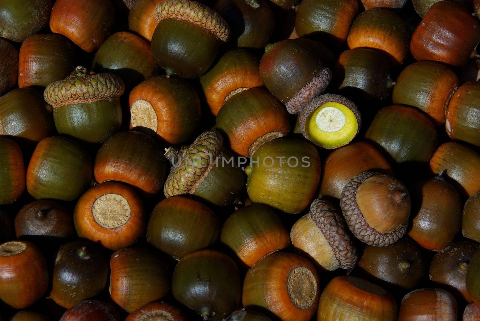 Acorn 03