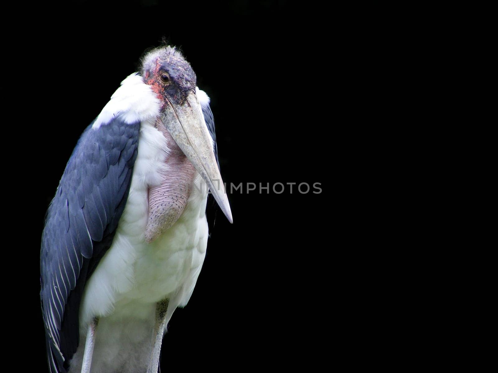 Marabou stork