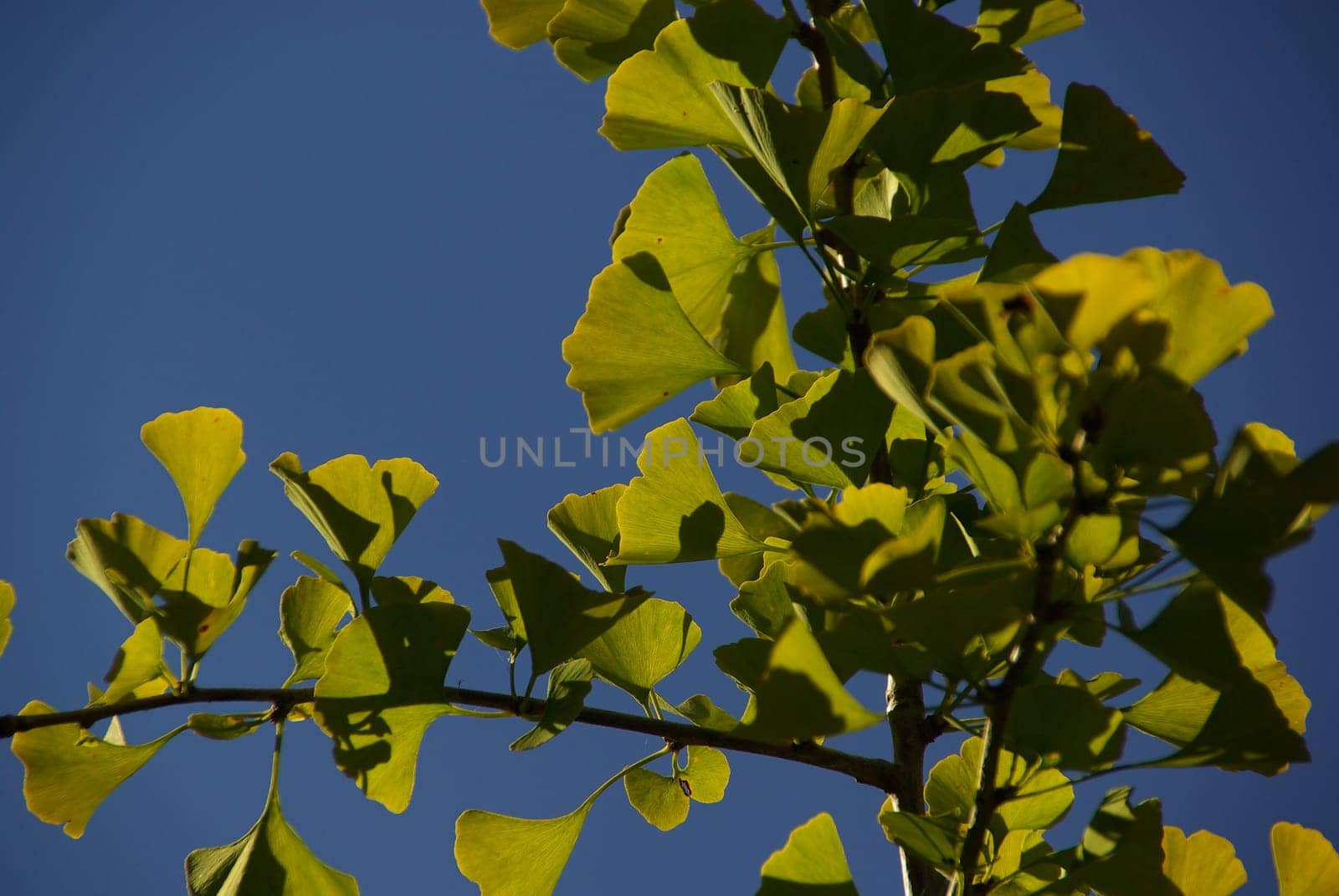 Ginkgo 10
