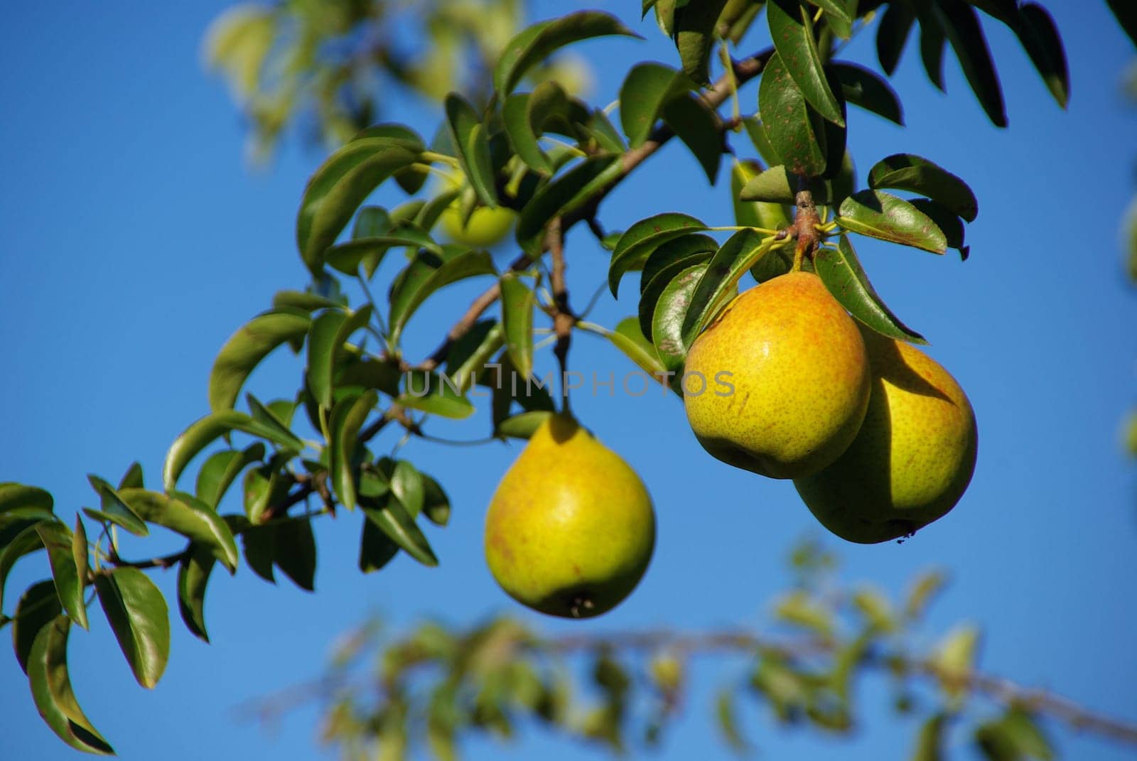 Pear 07