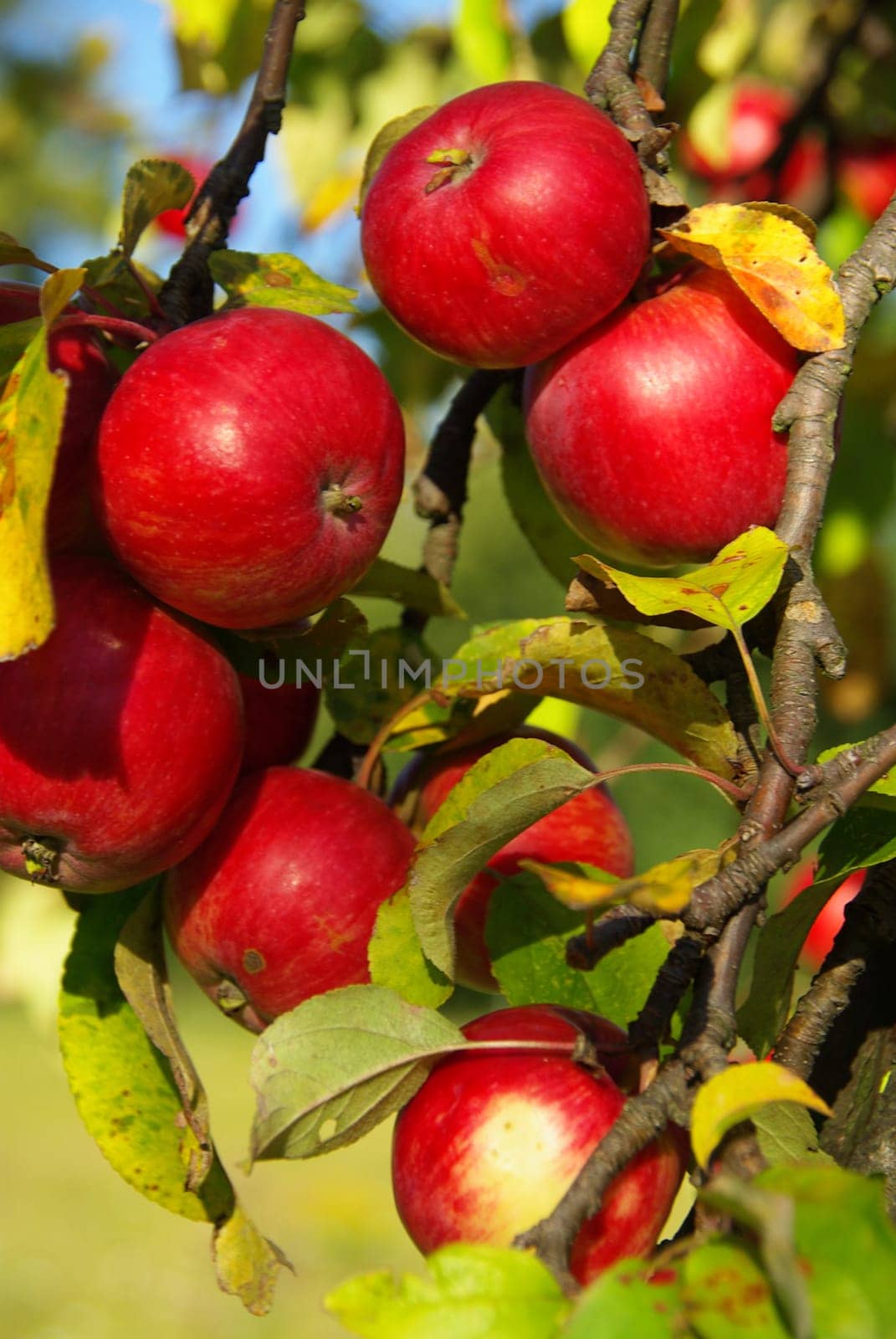 Apple 11