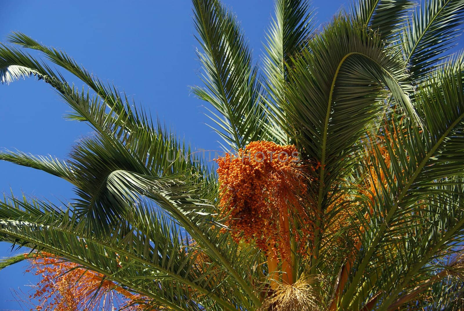 Canarian Date Palm 04