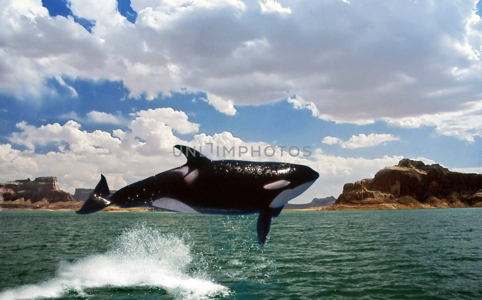 Killer whale