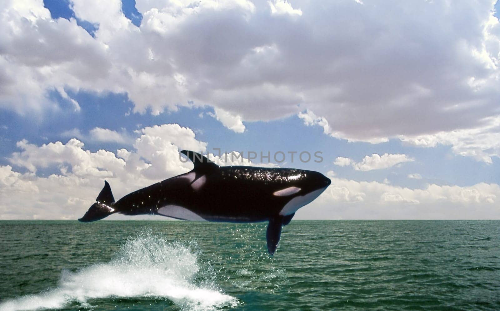 Orca 2