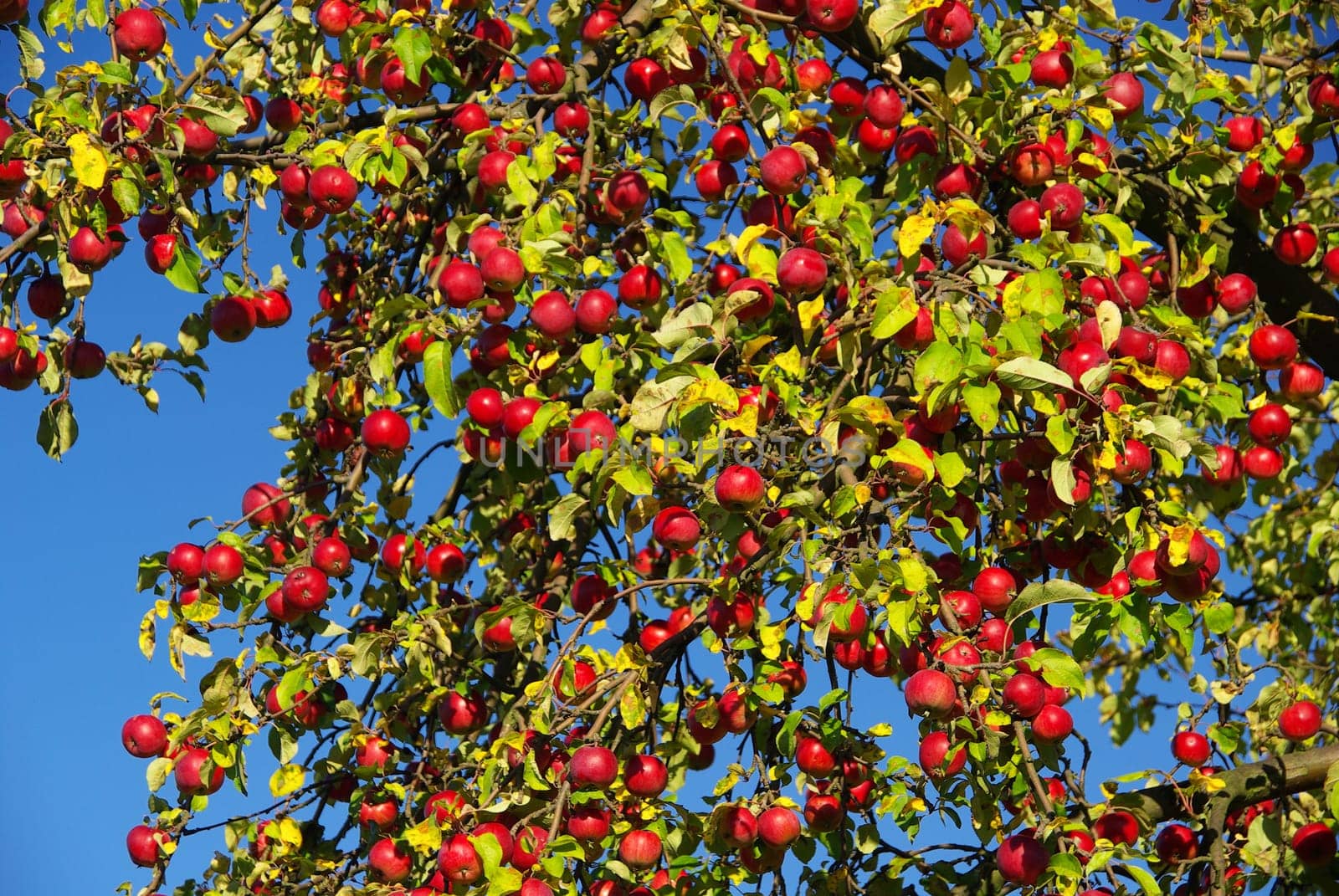 Pomegranate 01