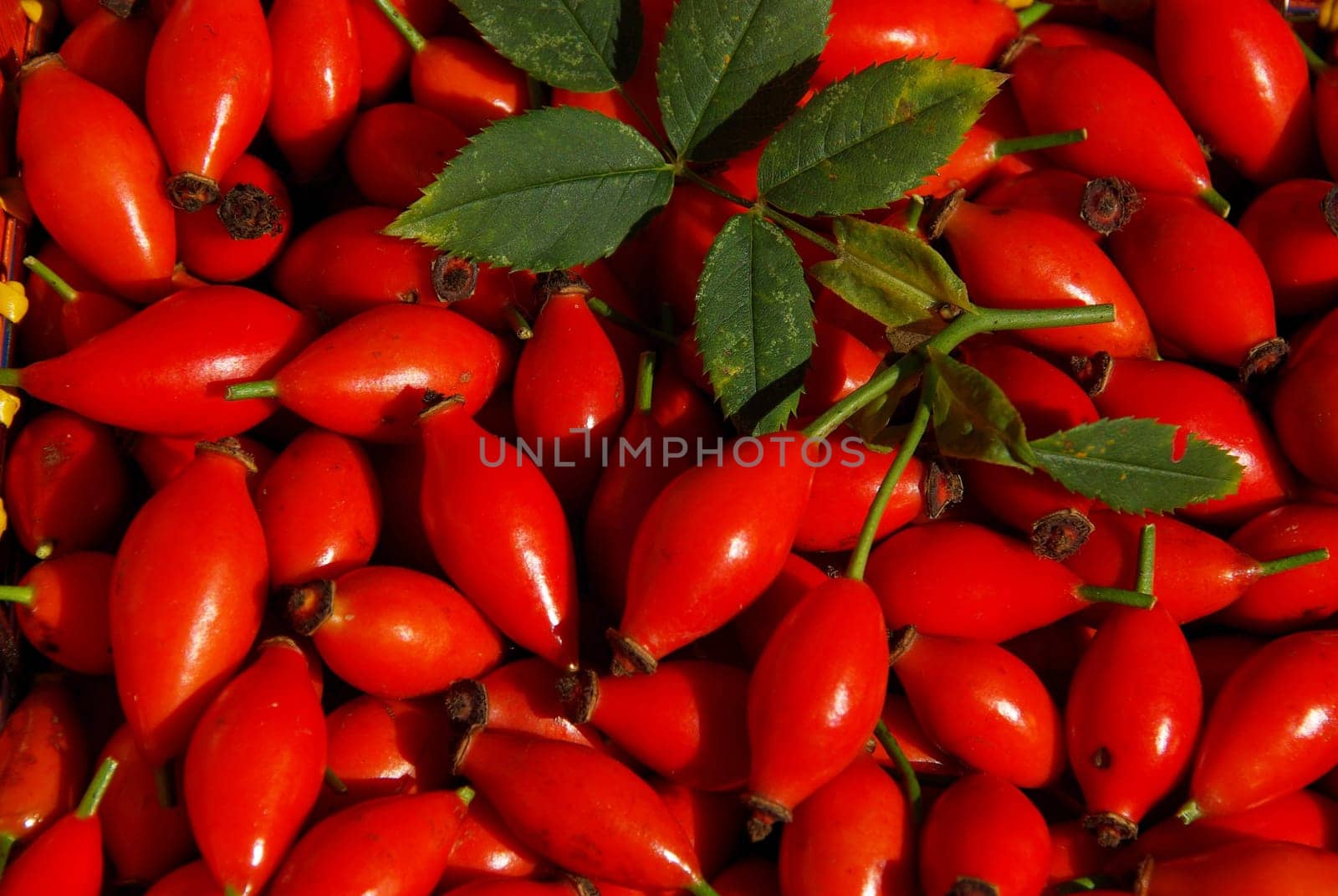 Rosehip 02