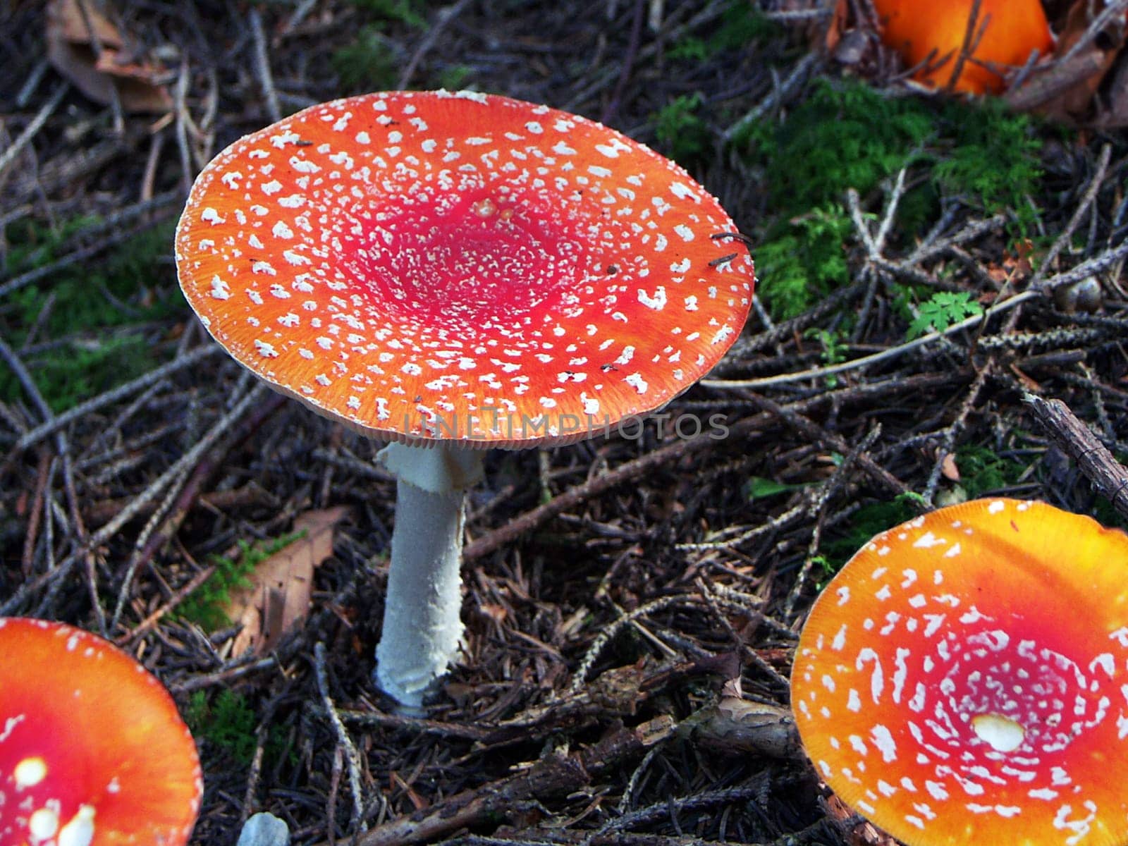 Caution poisonous