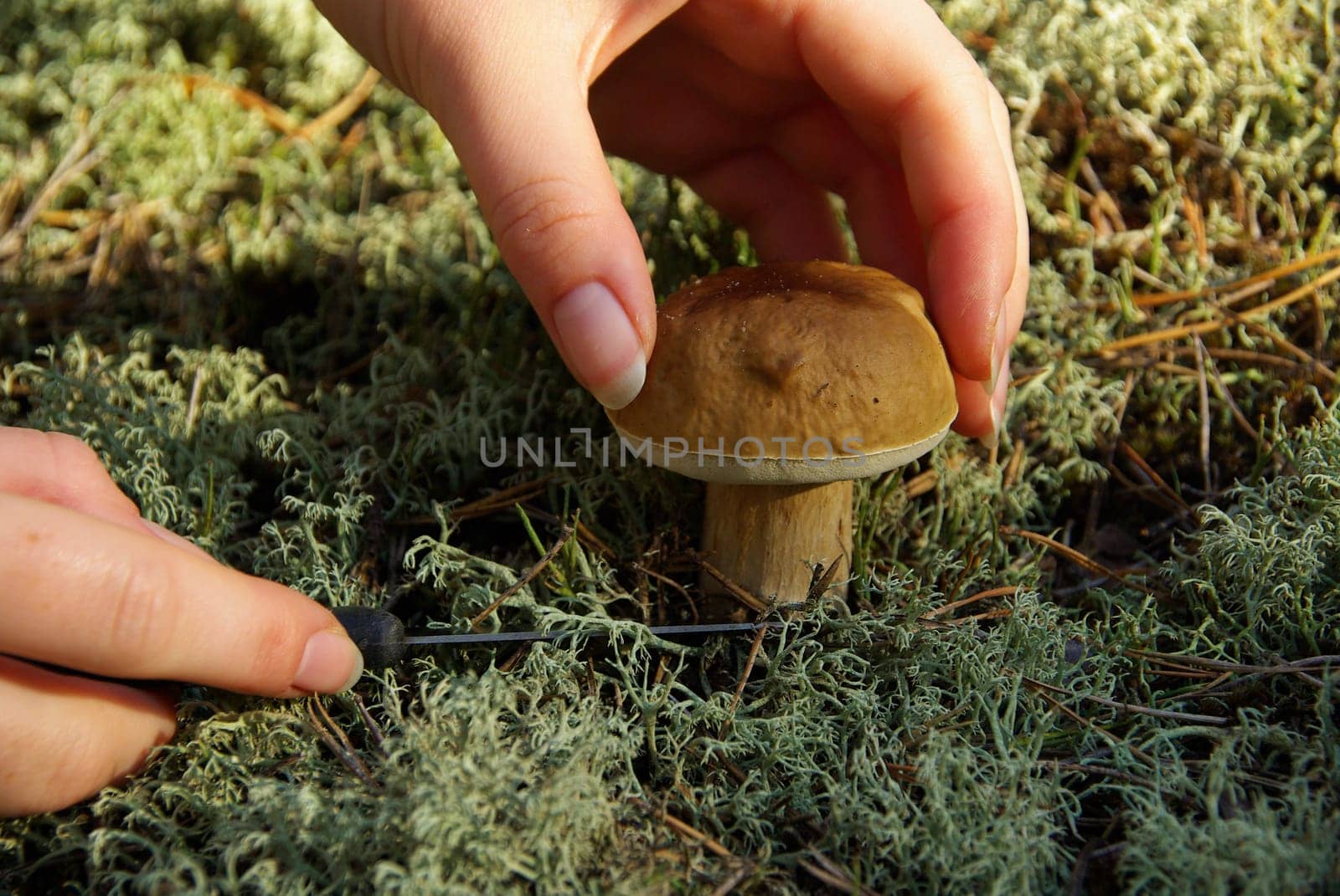 Porcini mushroom 07