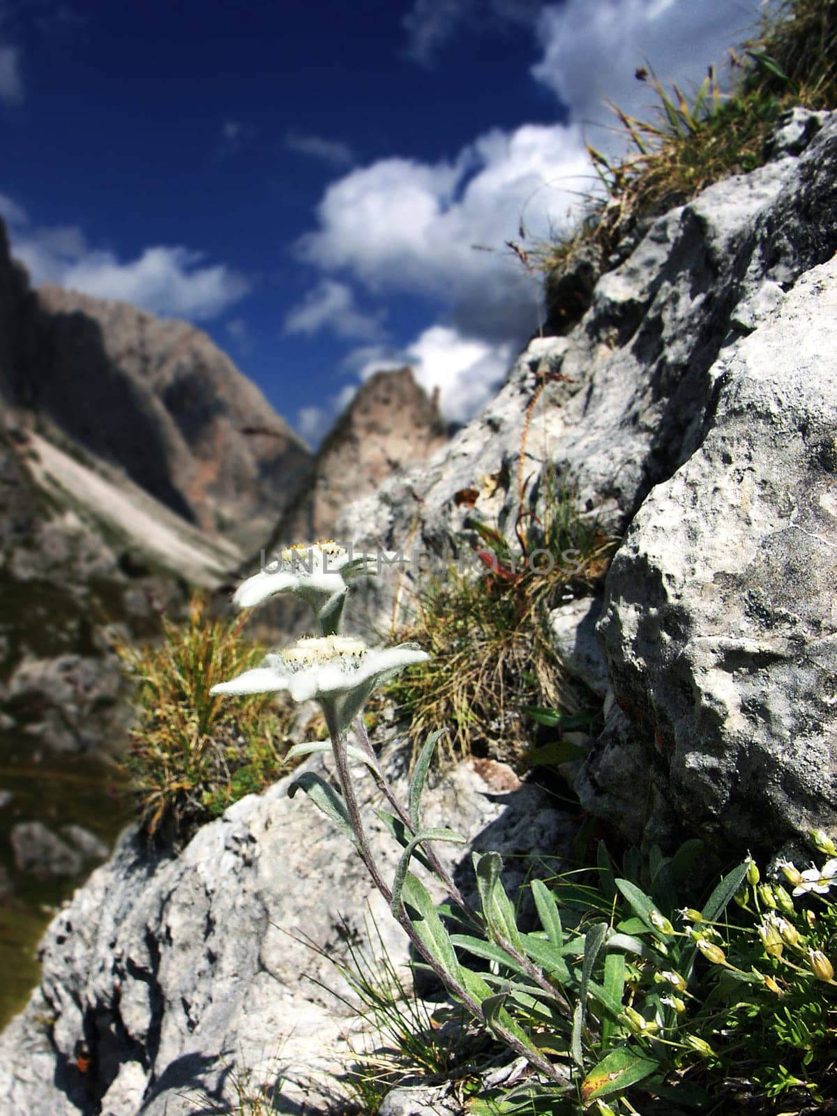 Edelweiss