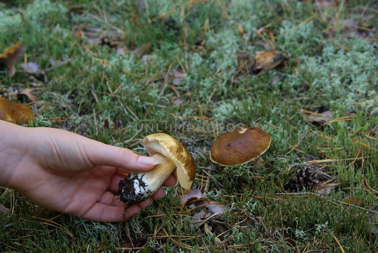 Porcini mushroom 08