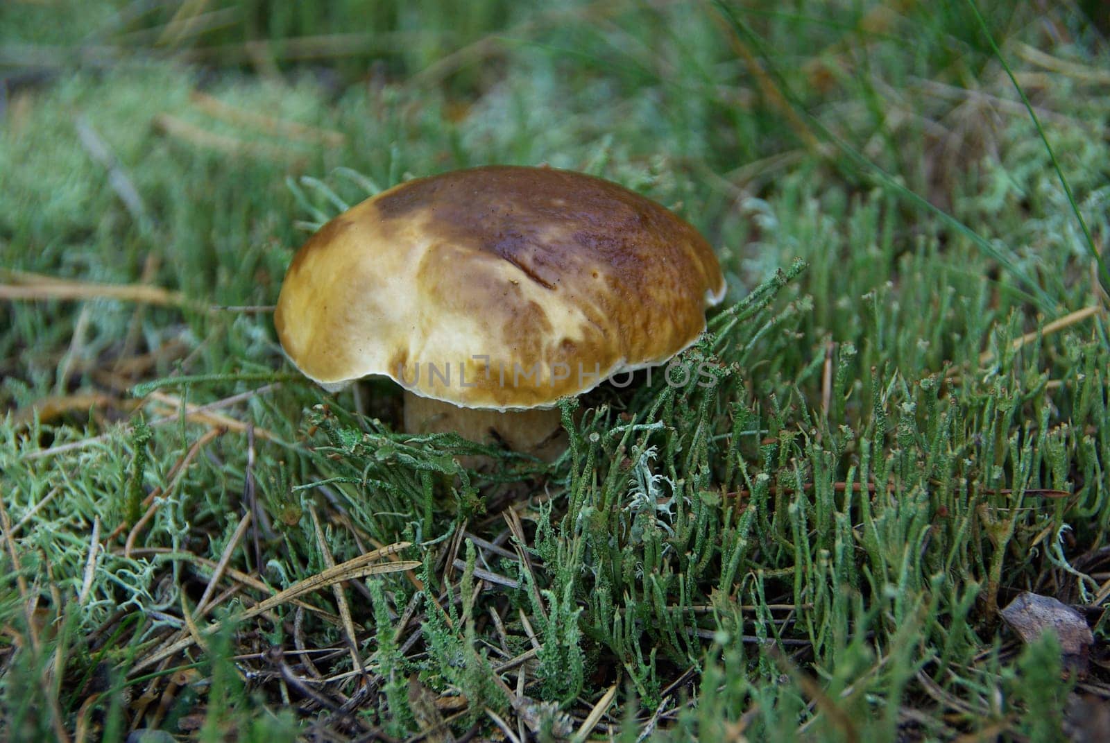 Porcini mushroom 05