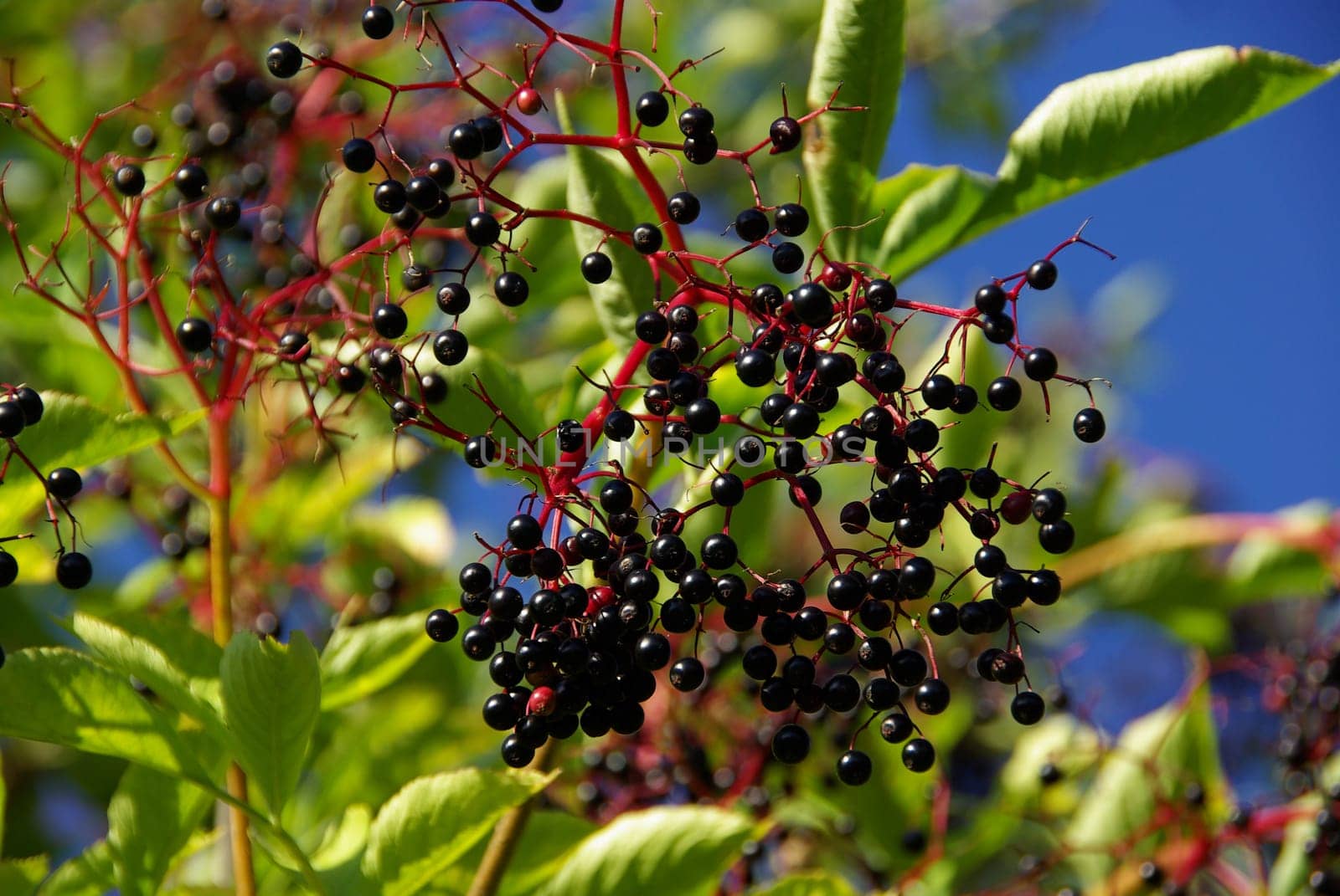 Elderberry 05