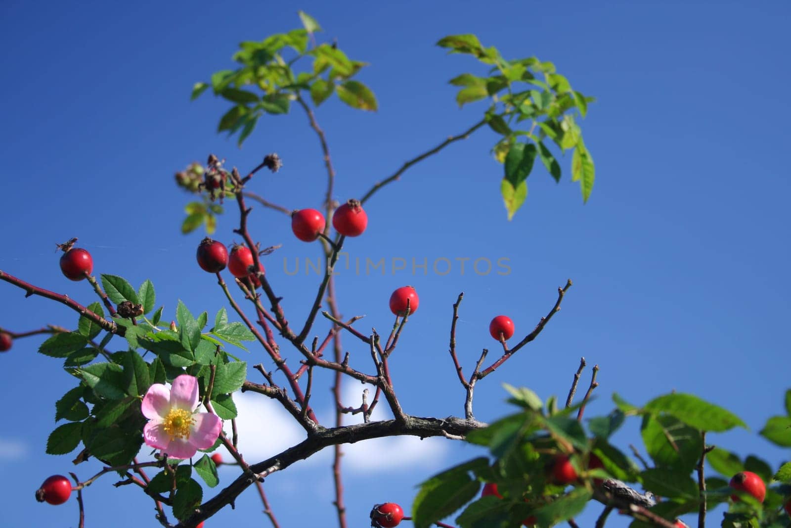 Rose hip