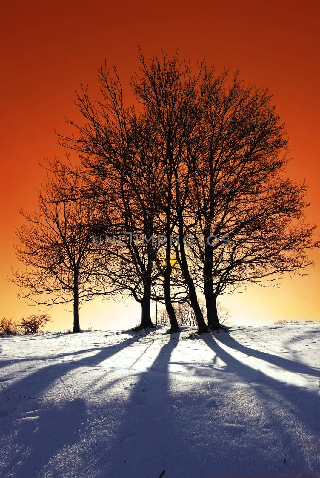 Icy Warmth