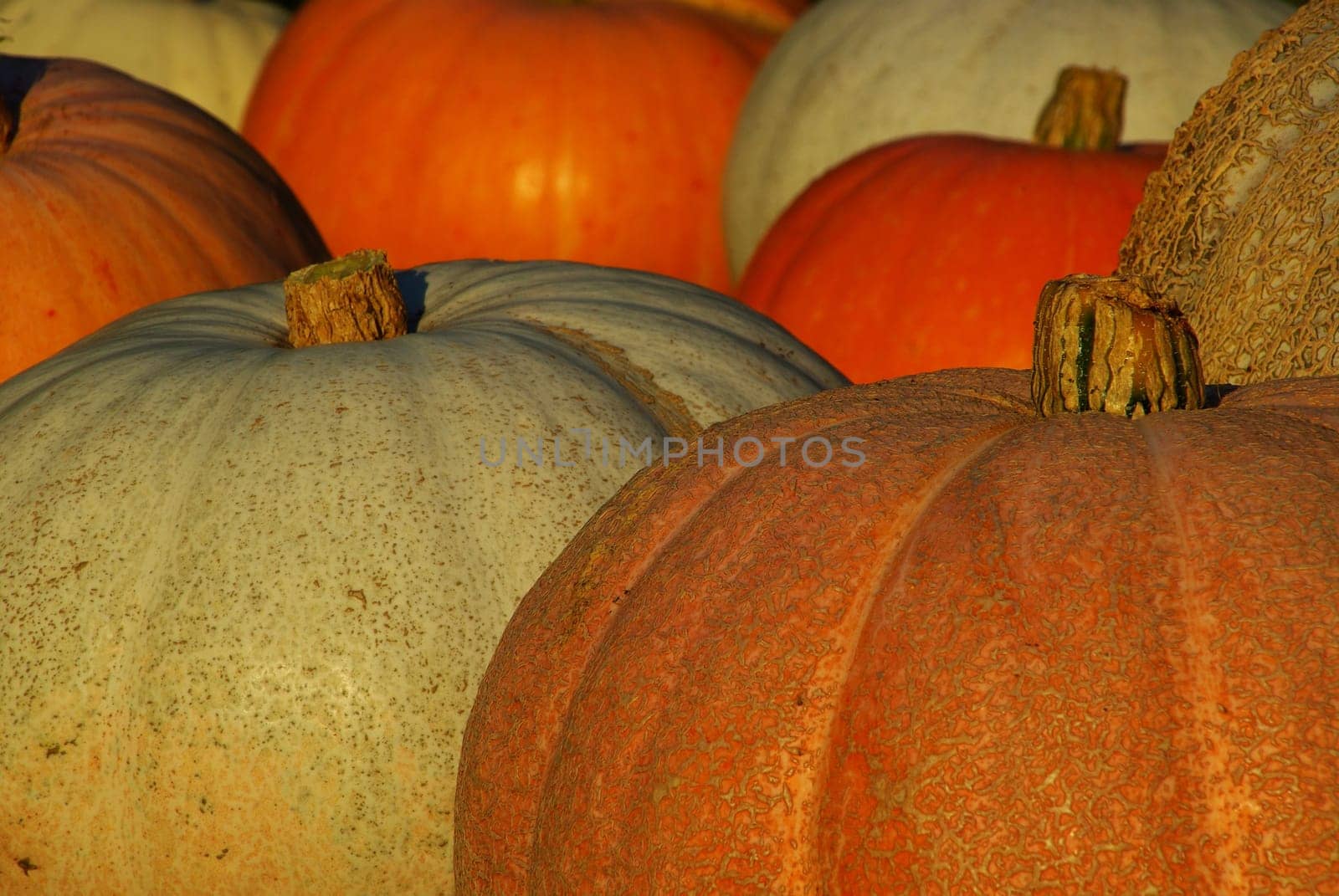 Pumpkin 06
