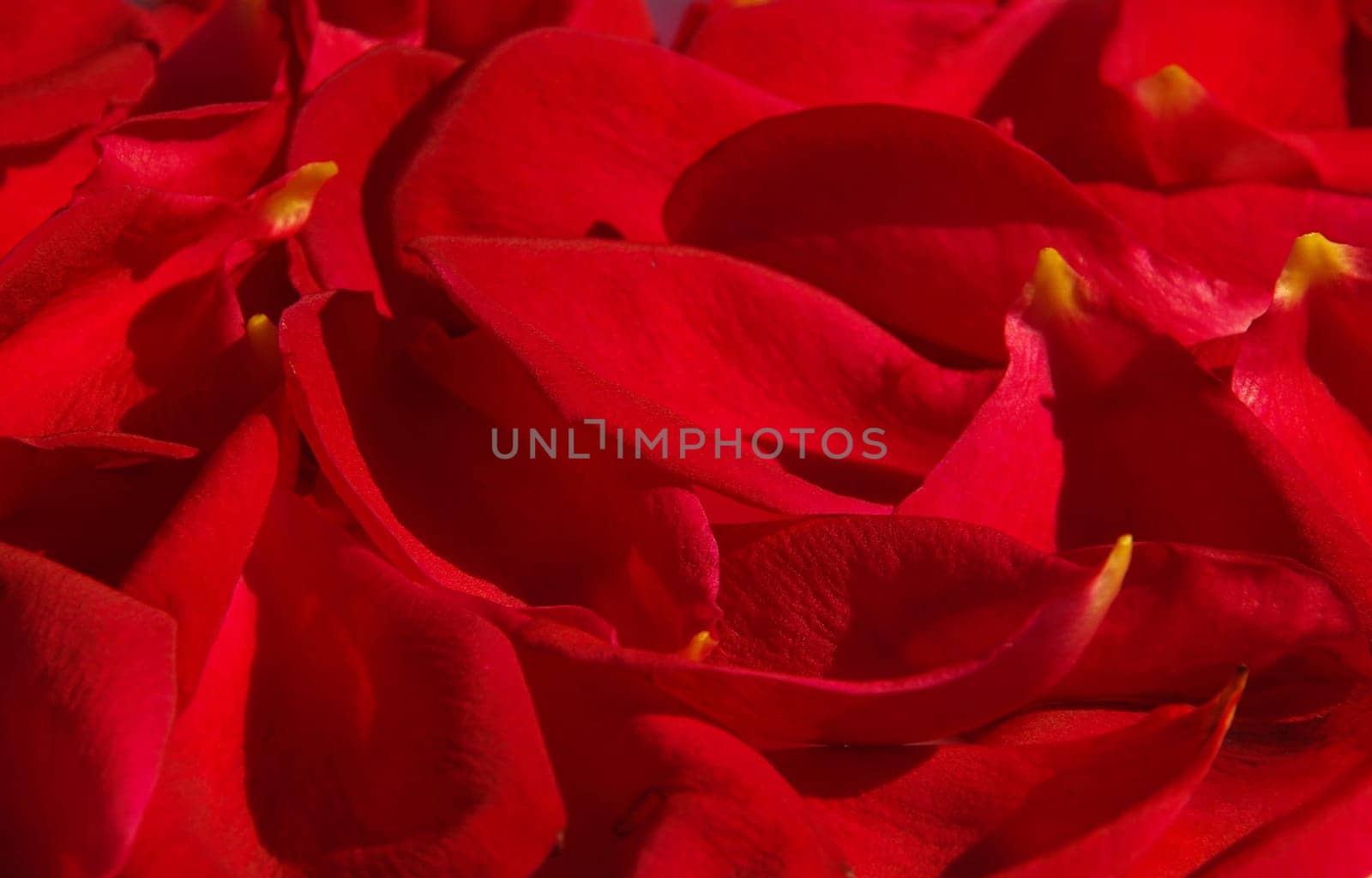 Rose Petal 03