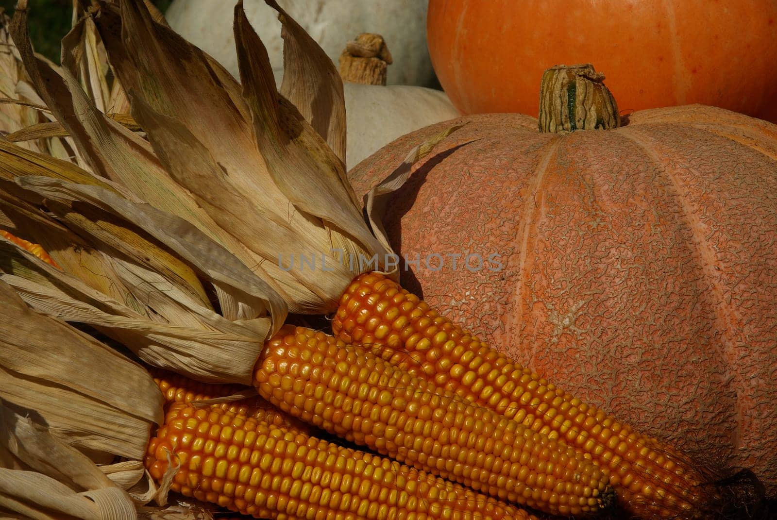 Pumpkin 10