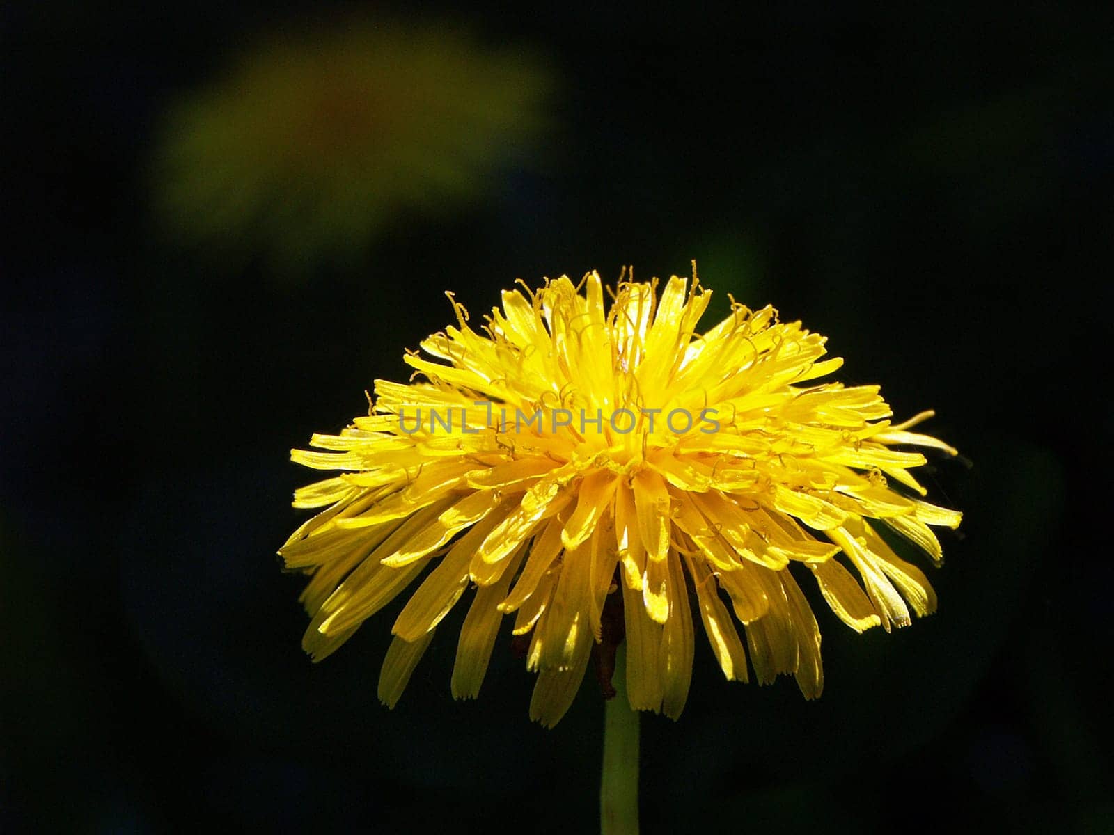 Dandelion