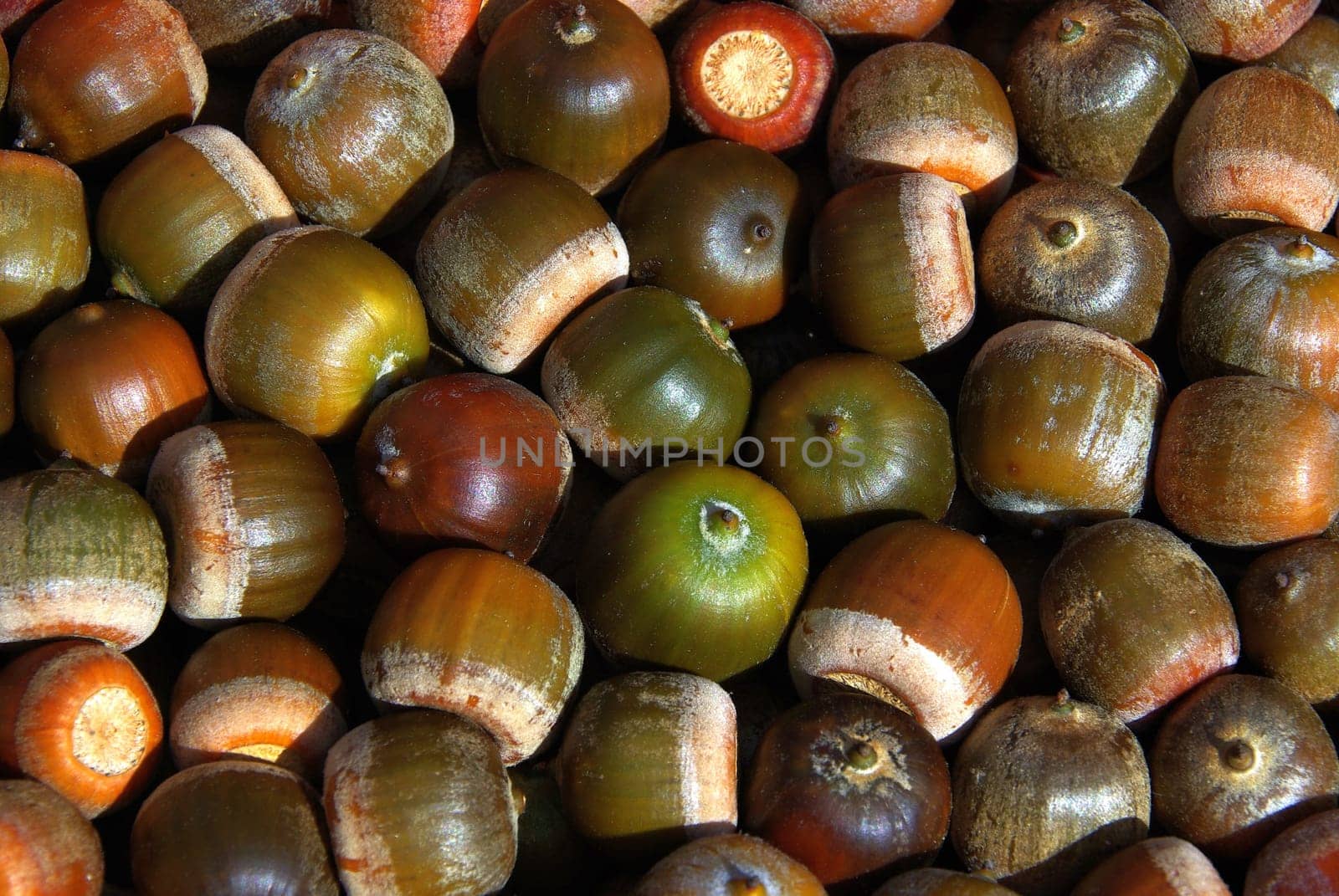 Acorn 02