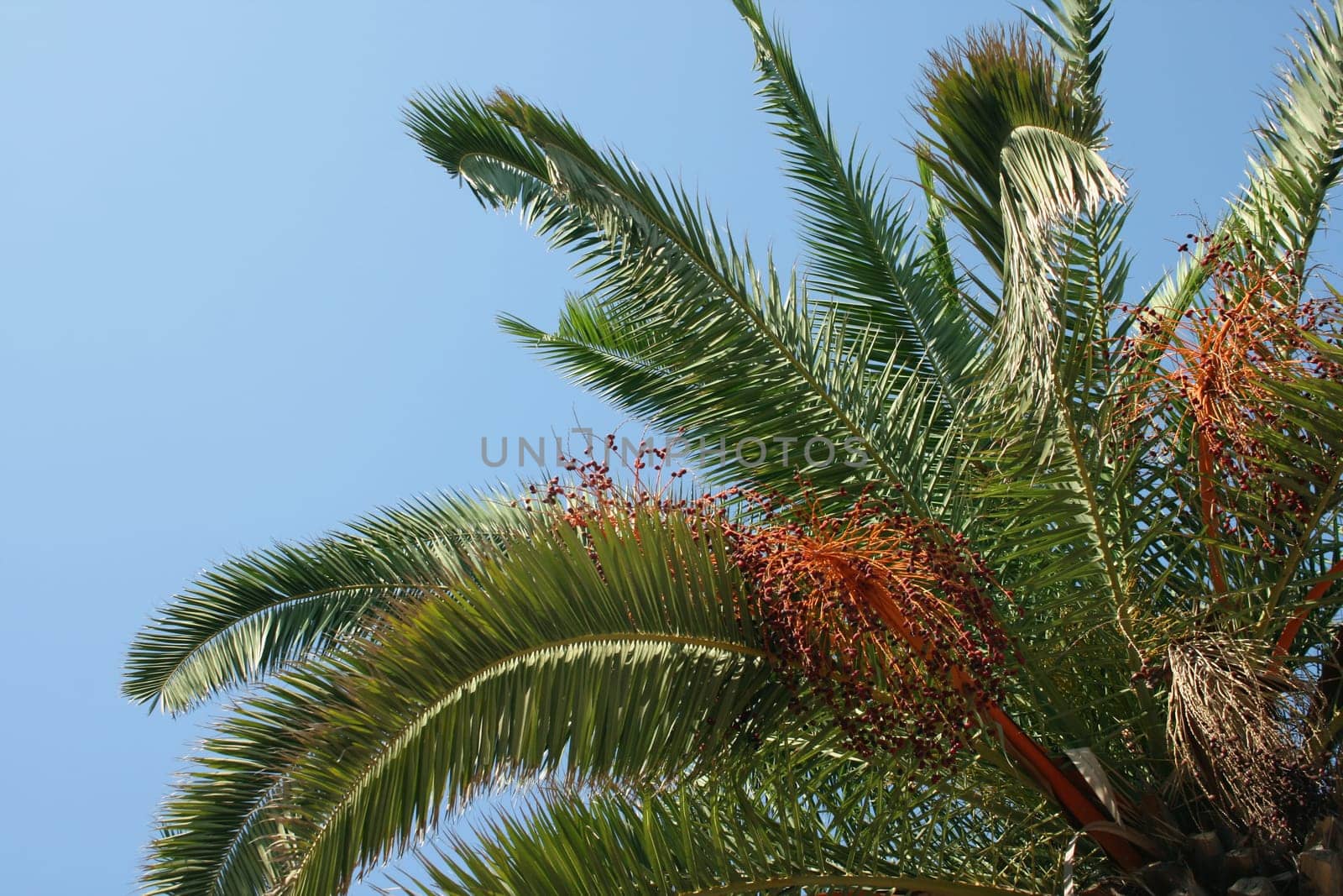 Palm tree
