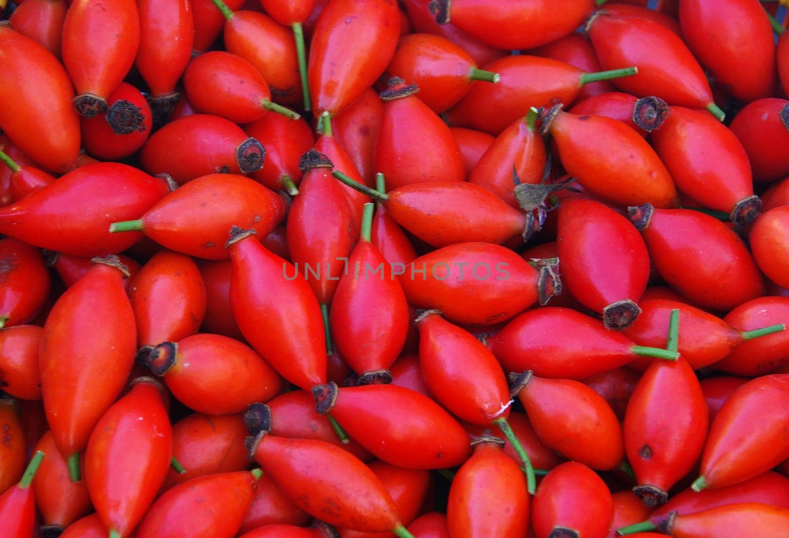 Rosehip 03