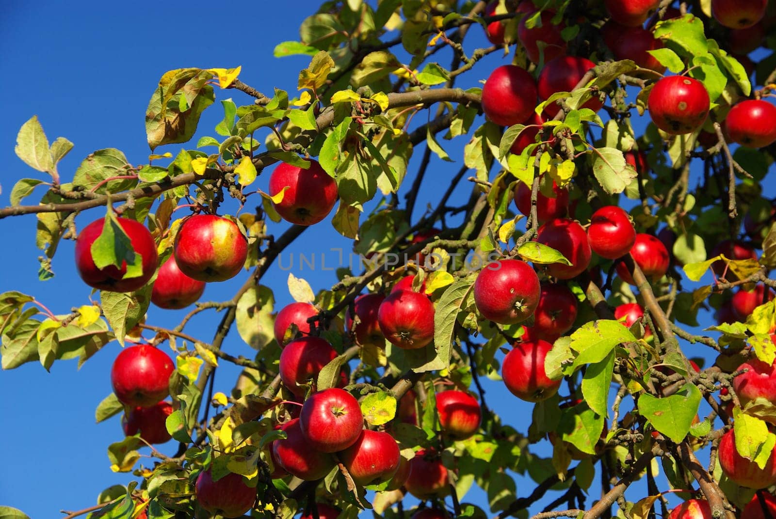 Apple 12