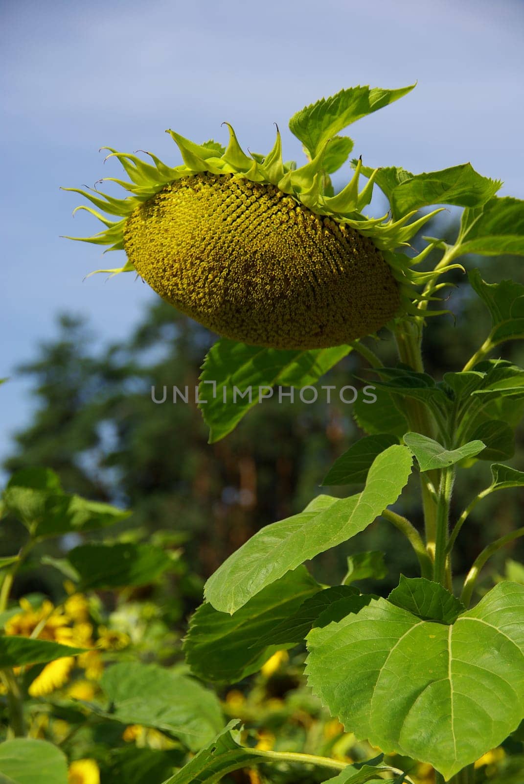 Sunflowers 16