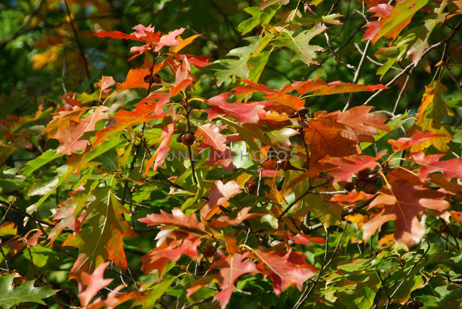Oak 07