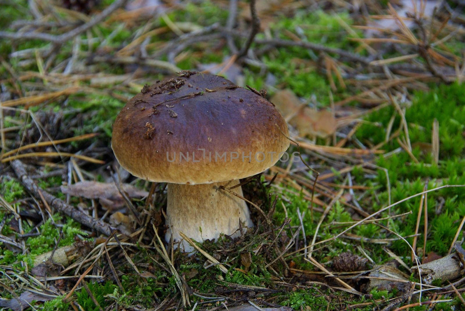 Porcini mushrooms 14