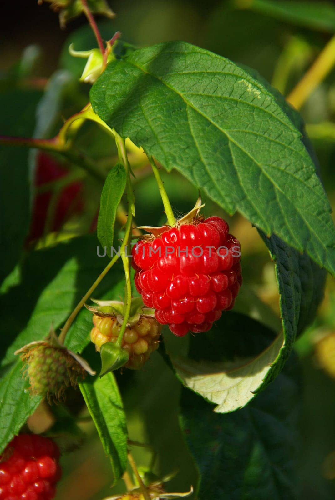Raspberry 07