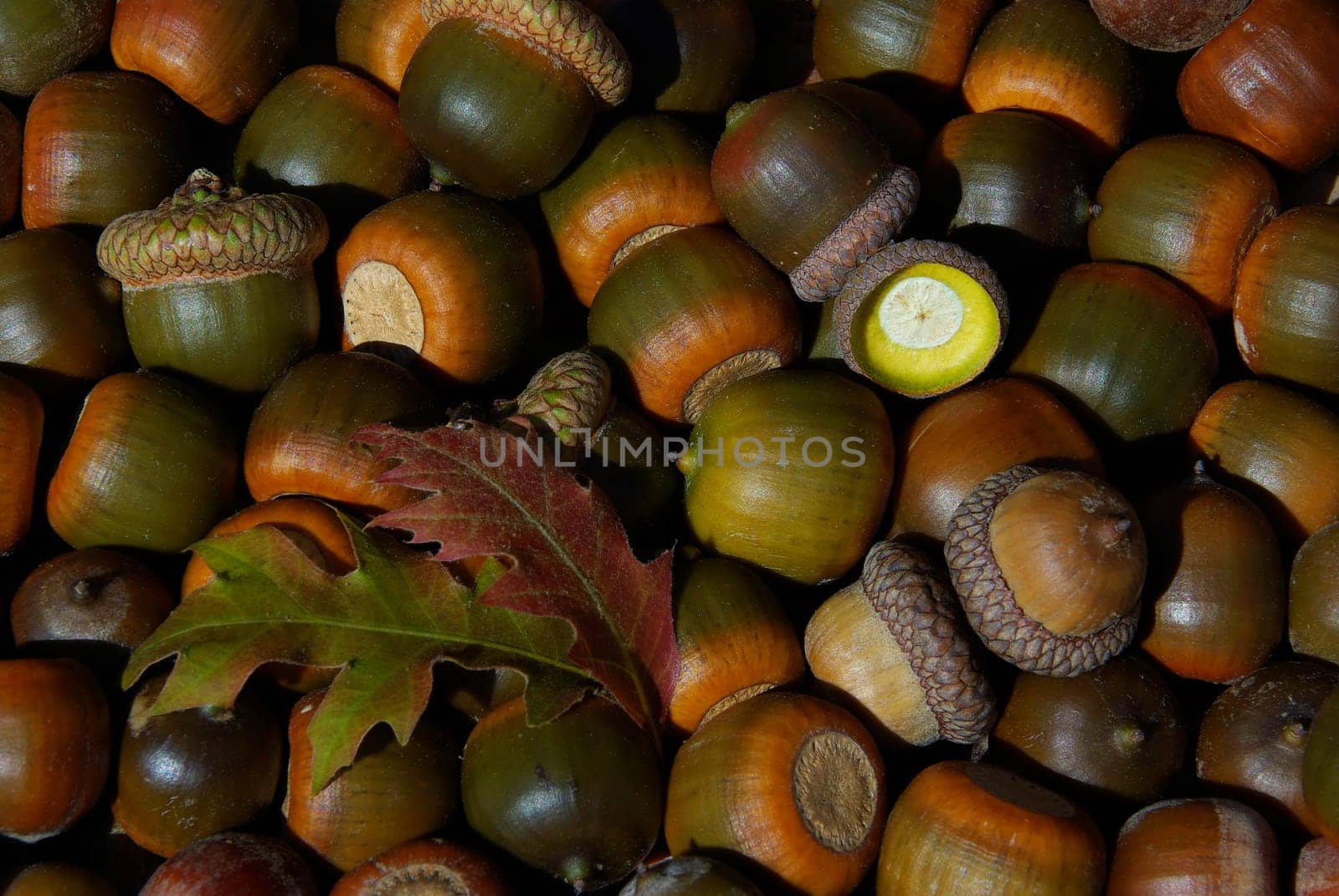 Acorn 04
