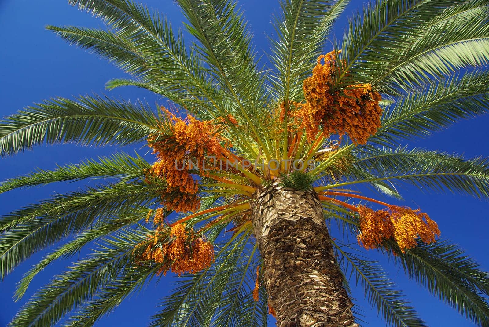 Canarian Date Palm 07