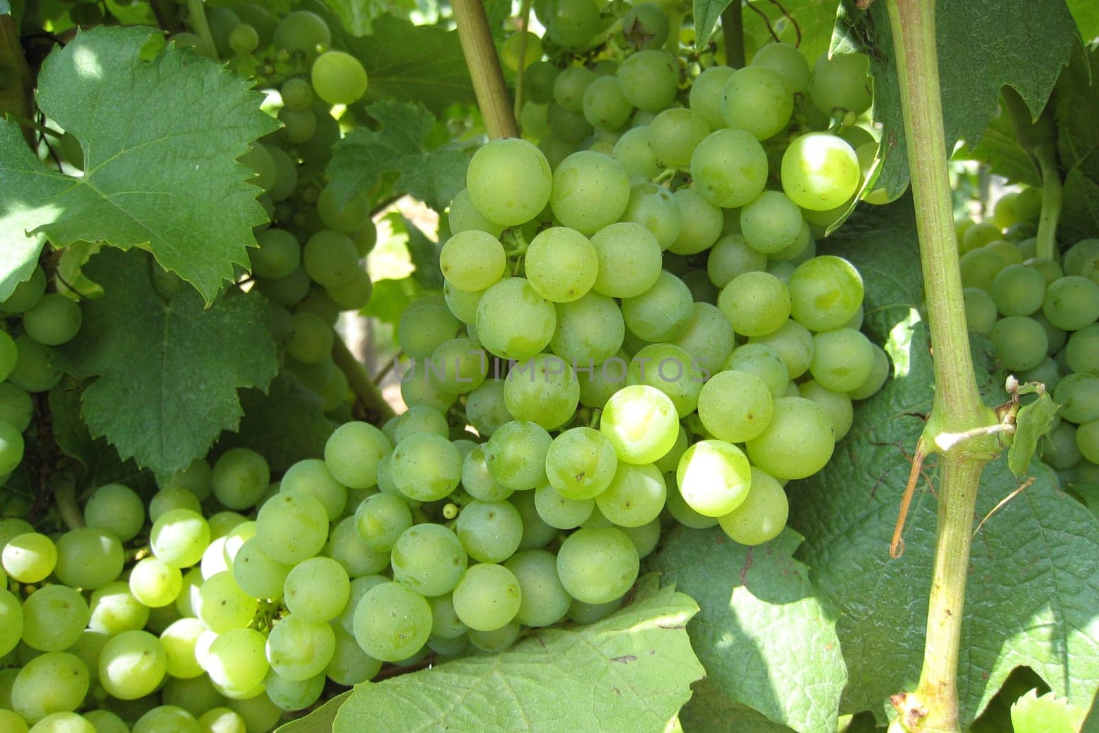 Vines
