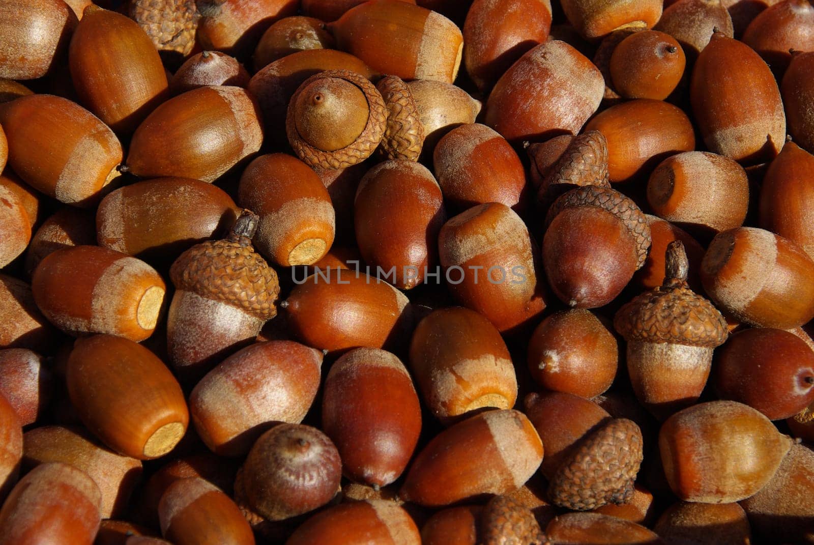 Acorn 07