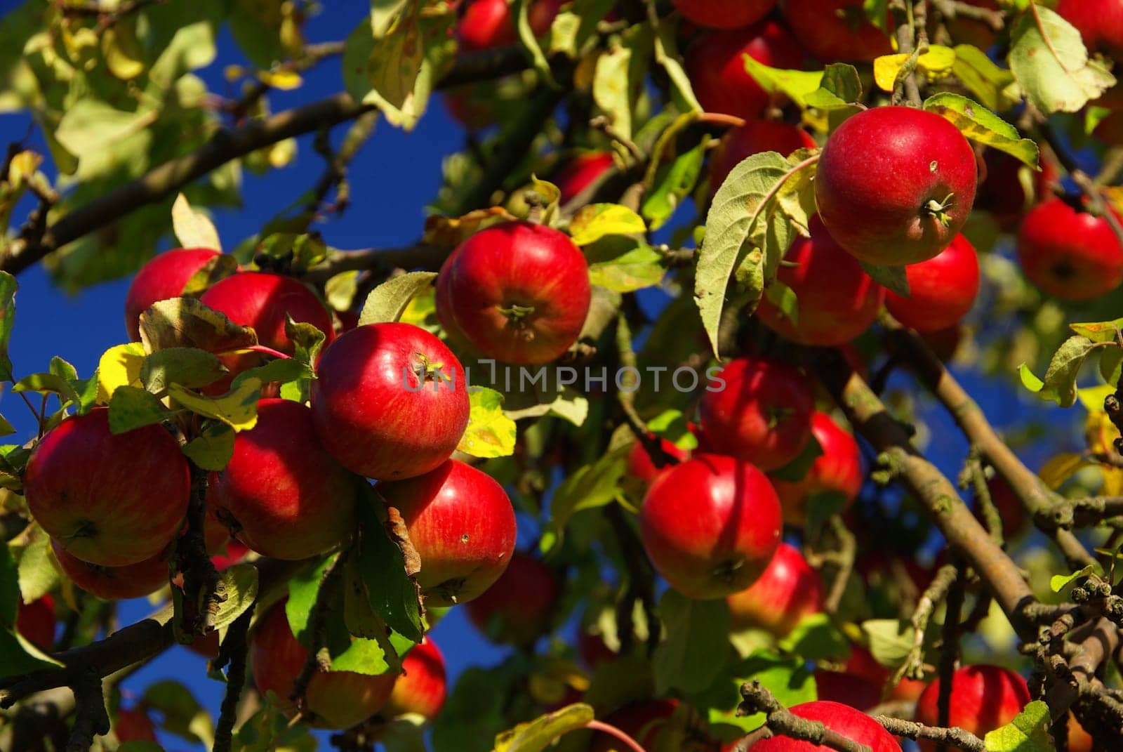 Apple 14