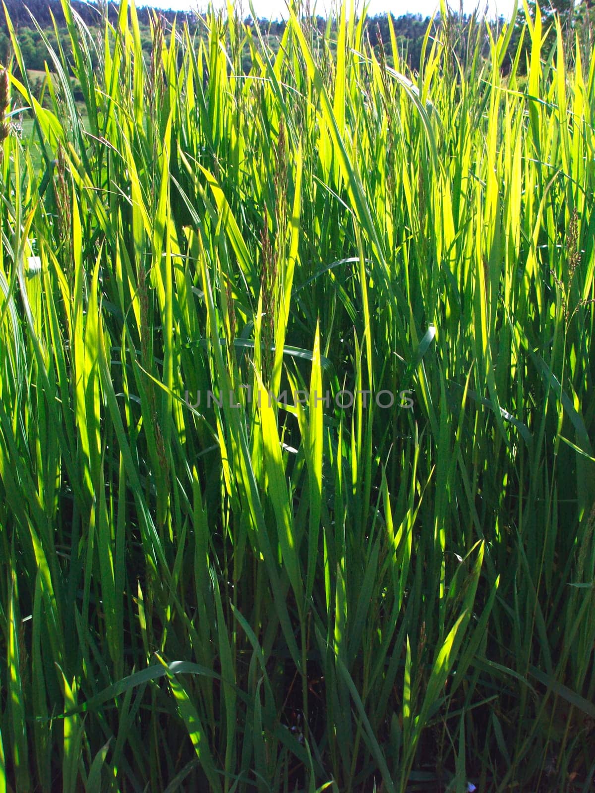 Grass