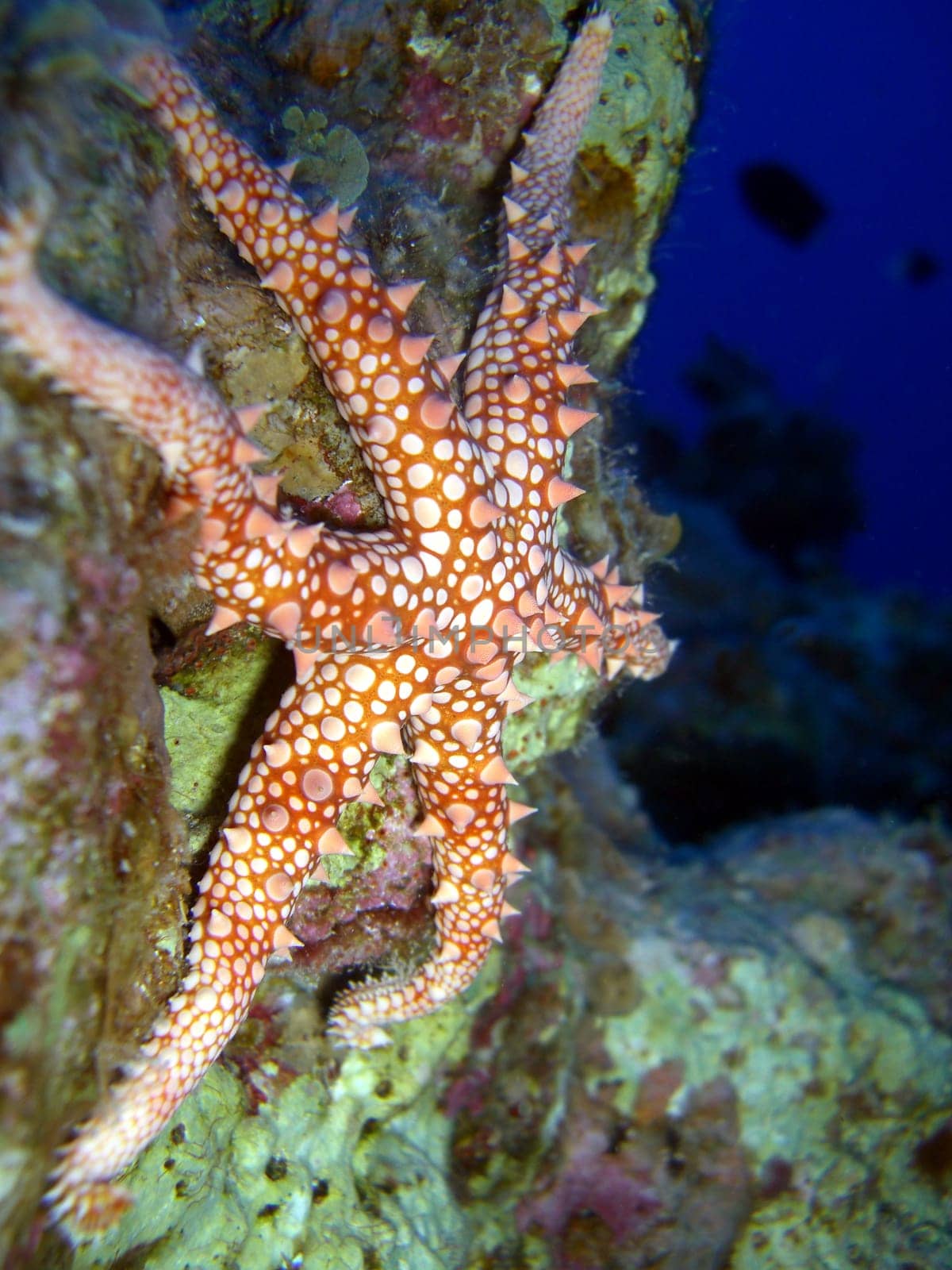 Pearl Starfish