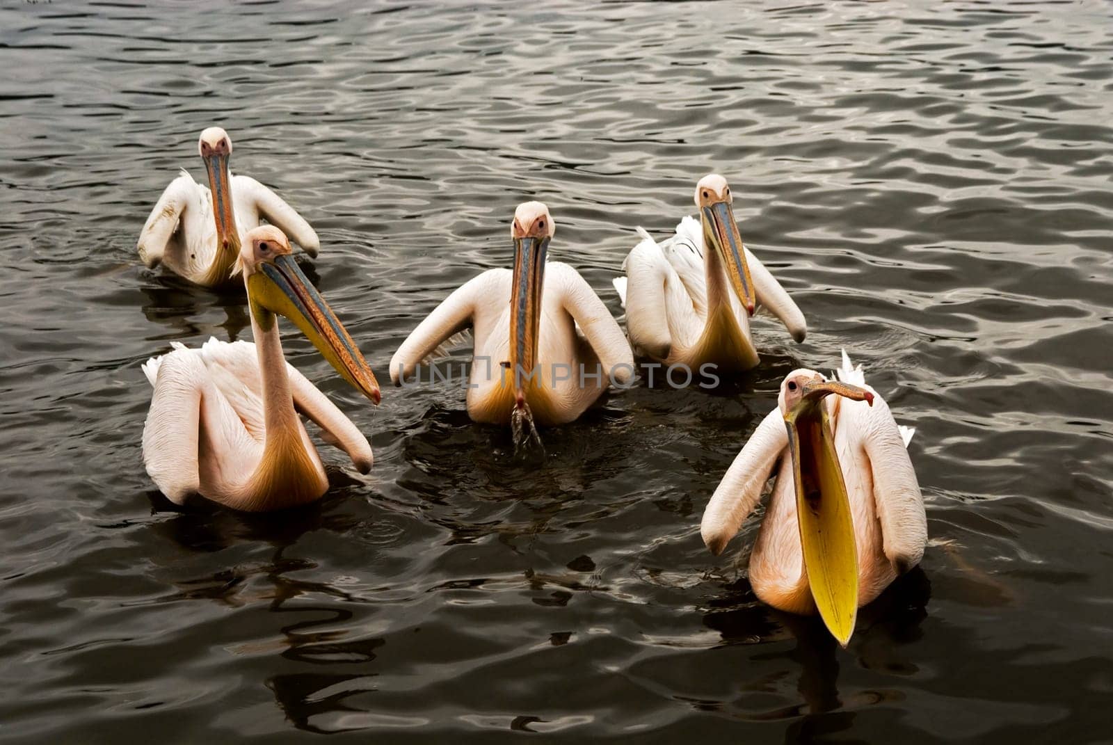 African pelicans