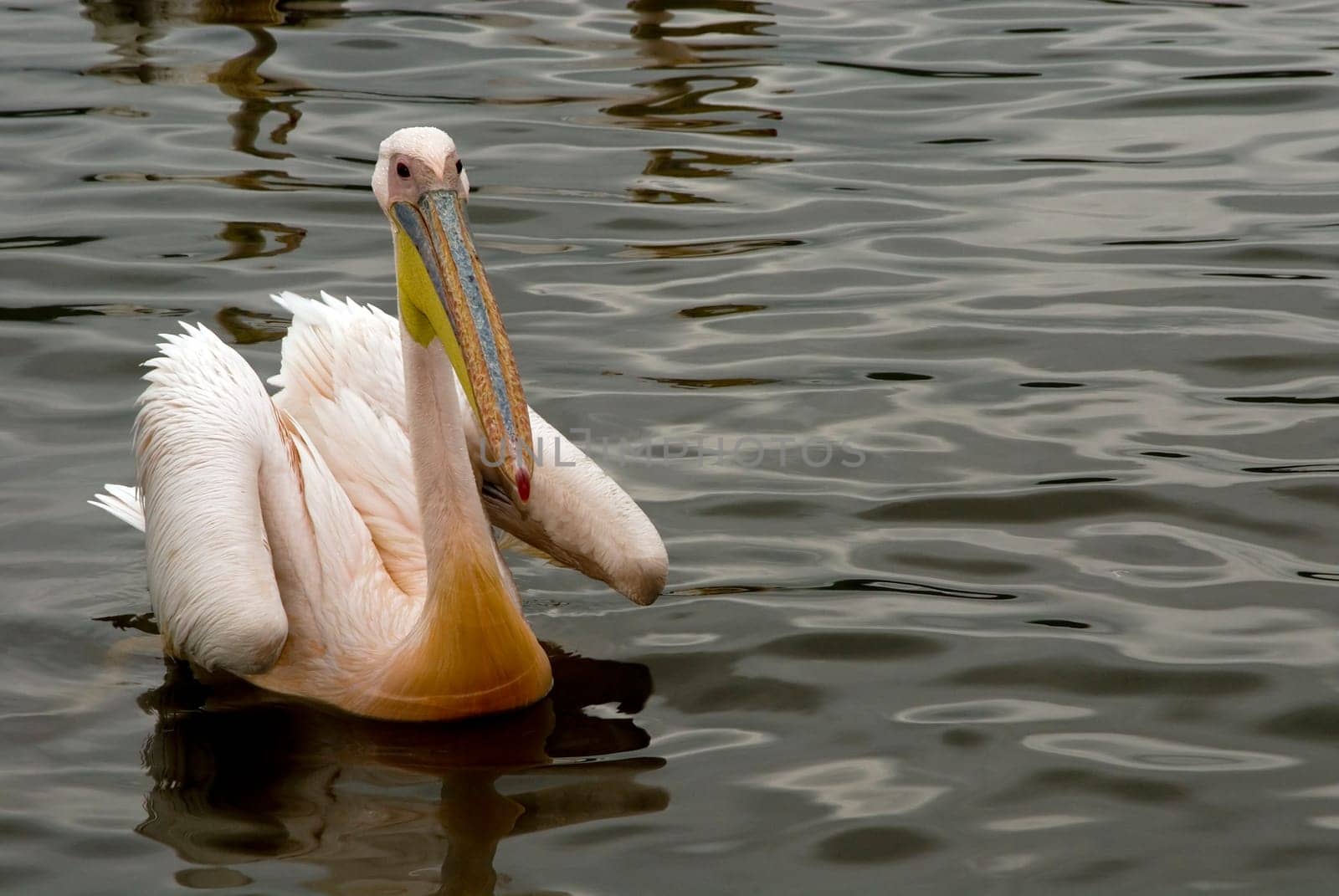 African Pelican