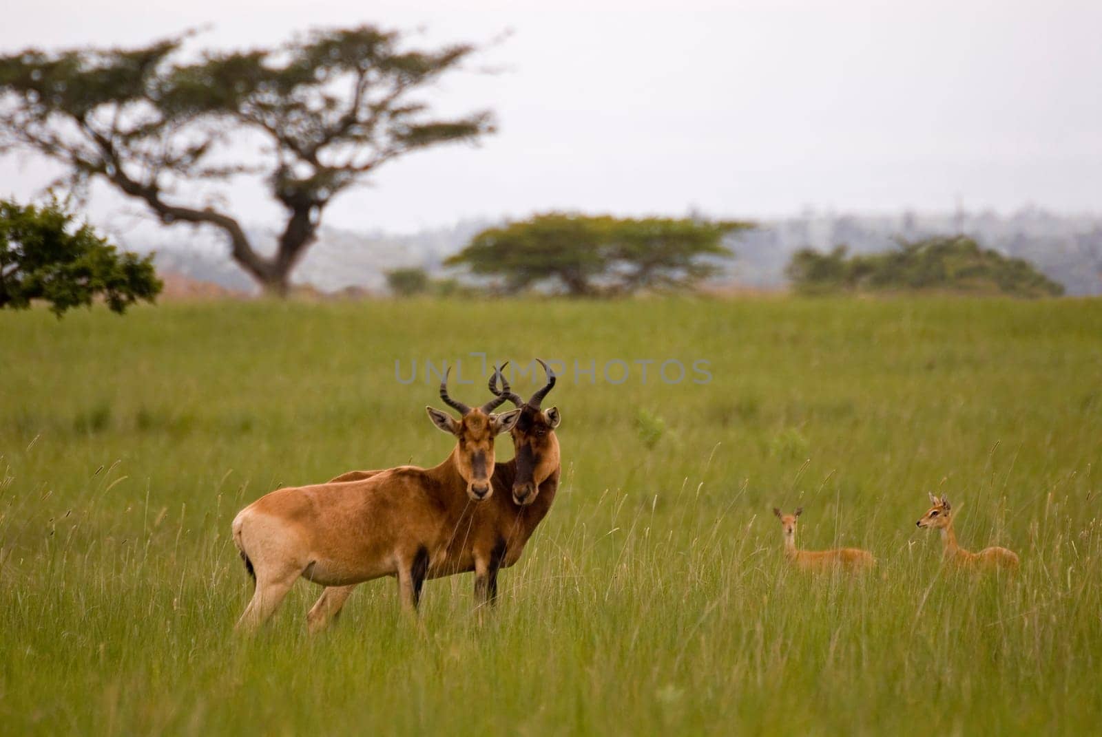 Oribi and hartebeest,Ethiopia