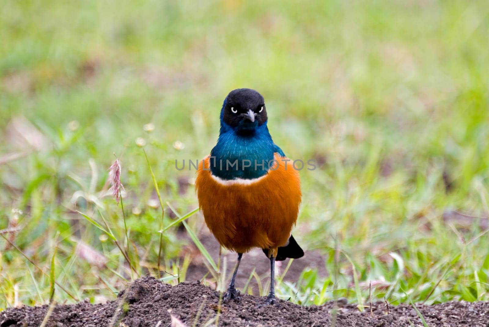 Tricolor Gloss Starling,Ethiopia