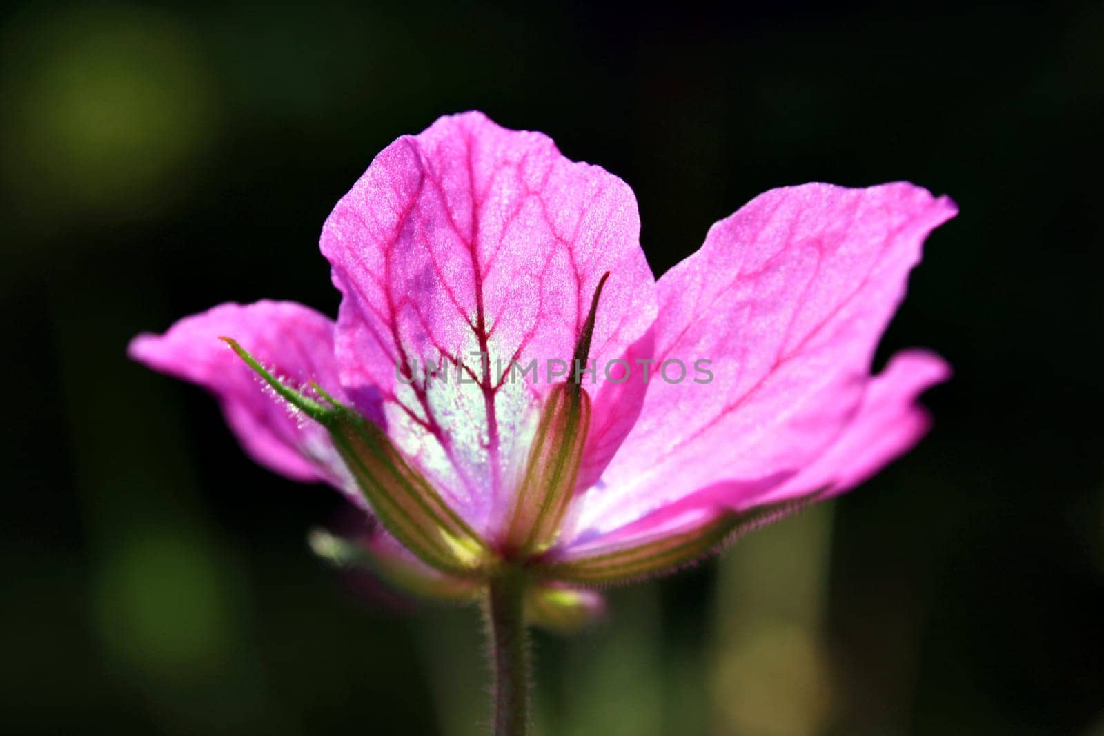 Geranium