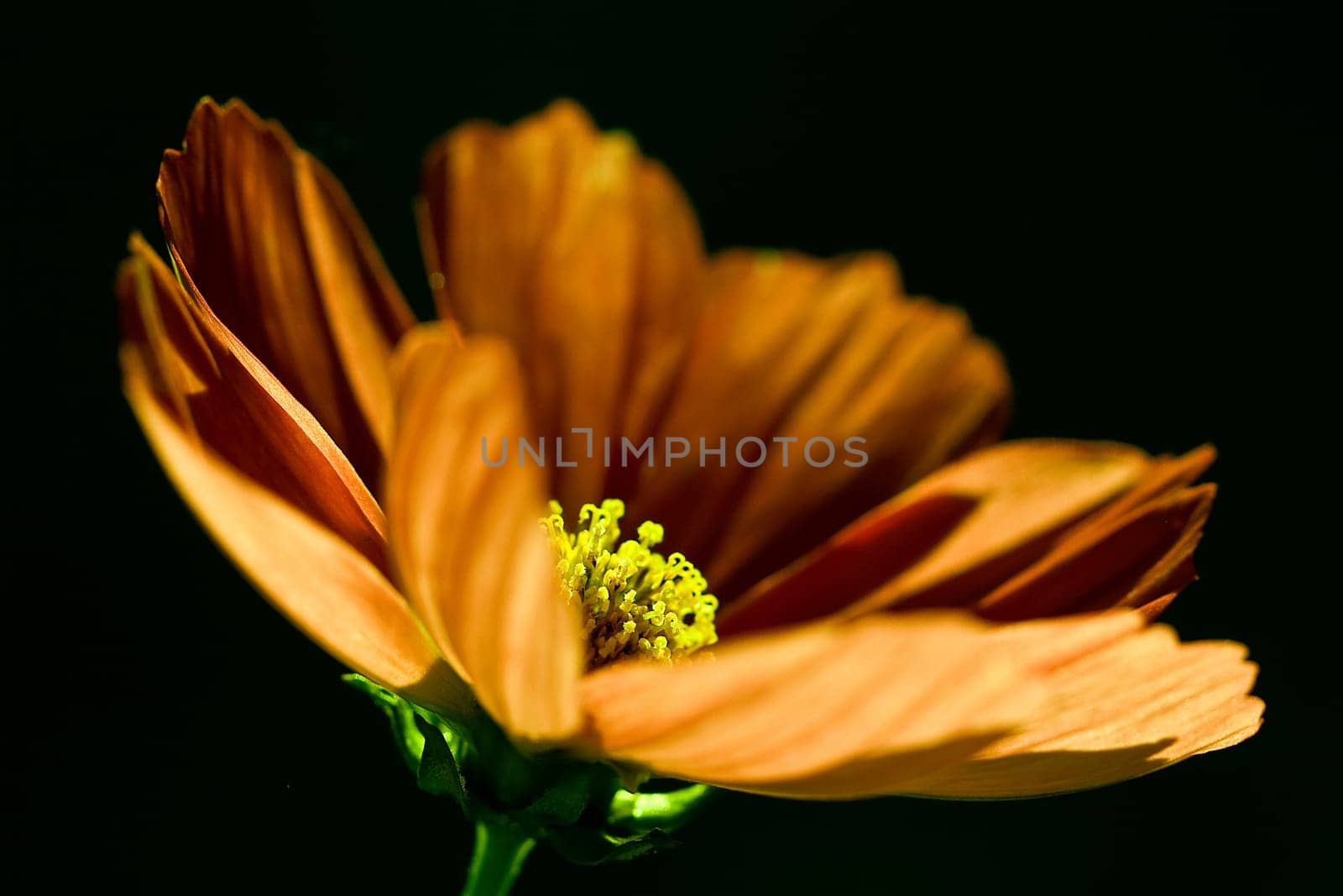 Cosmee - gold