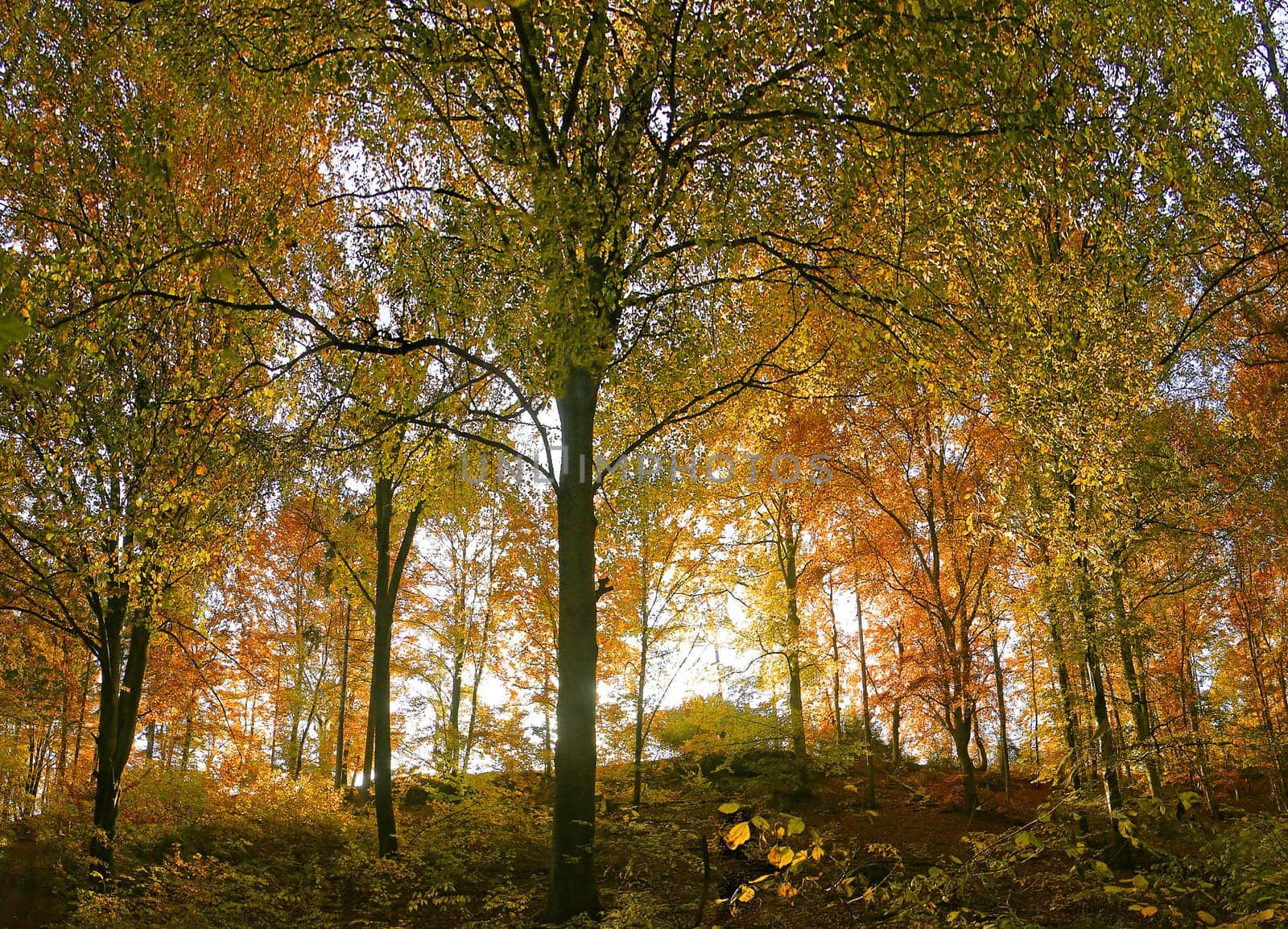Wood Colors