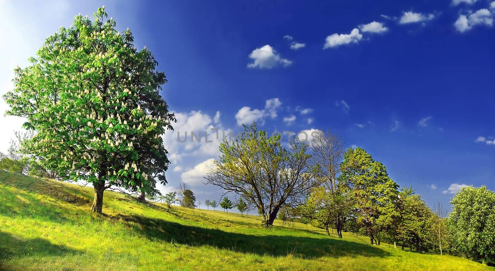 Chestnut blossom