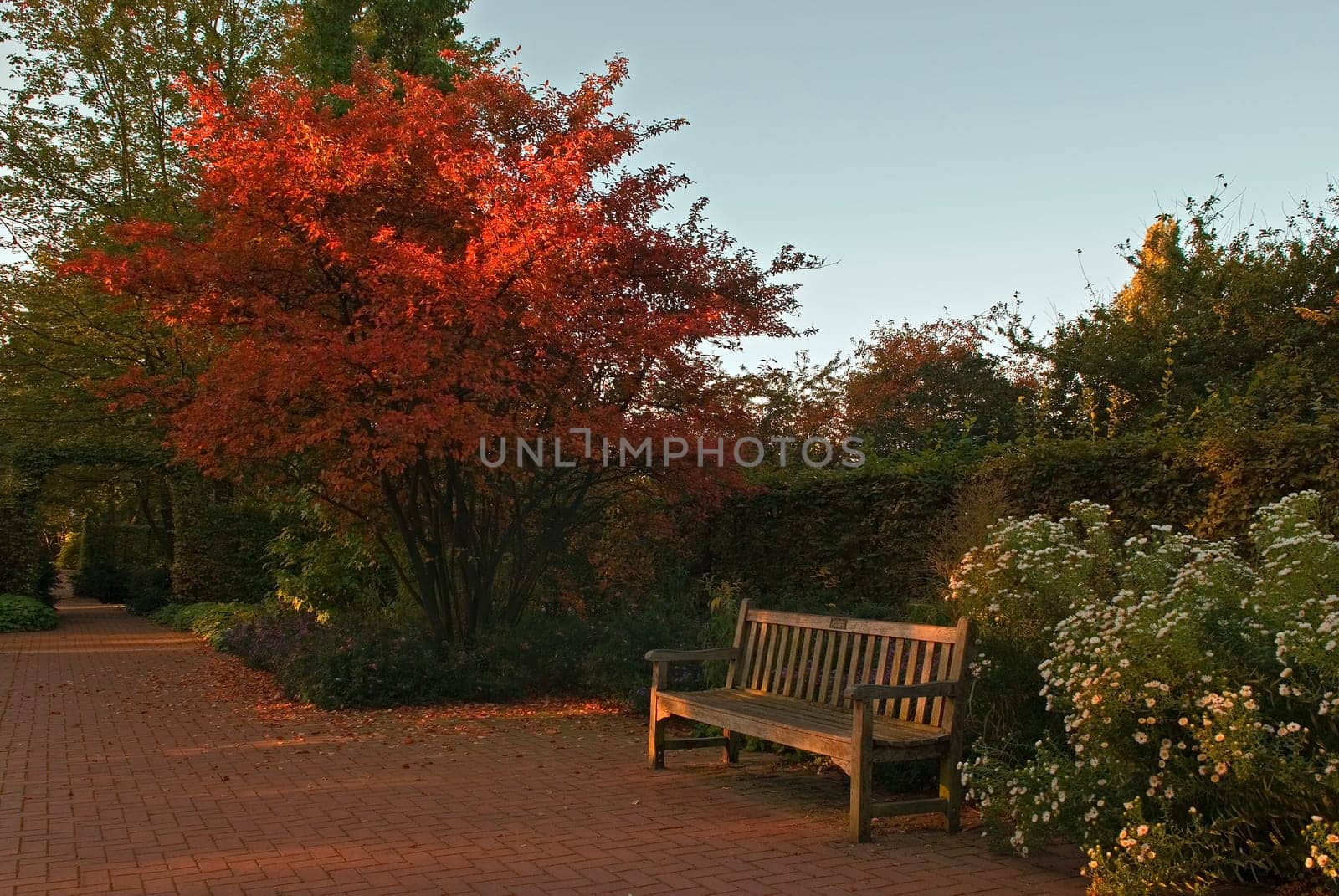 First sunlight in the park