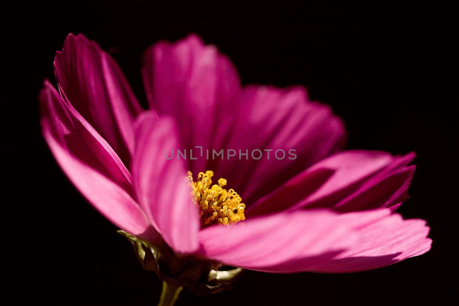 Cosmee - purple
