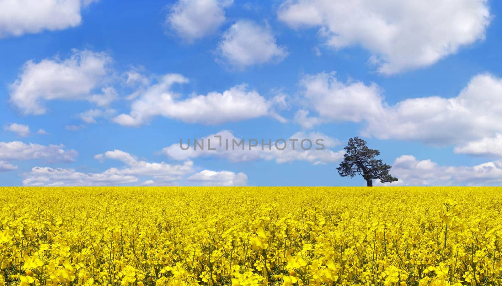 summerfeeling