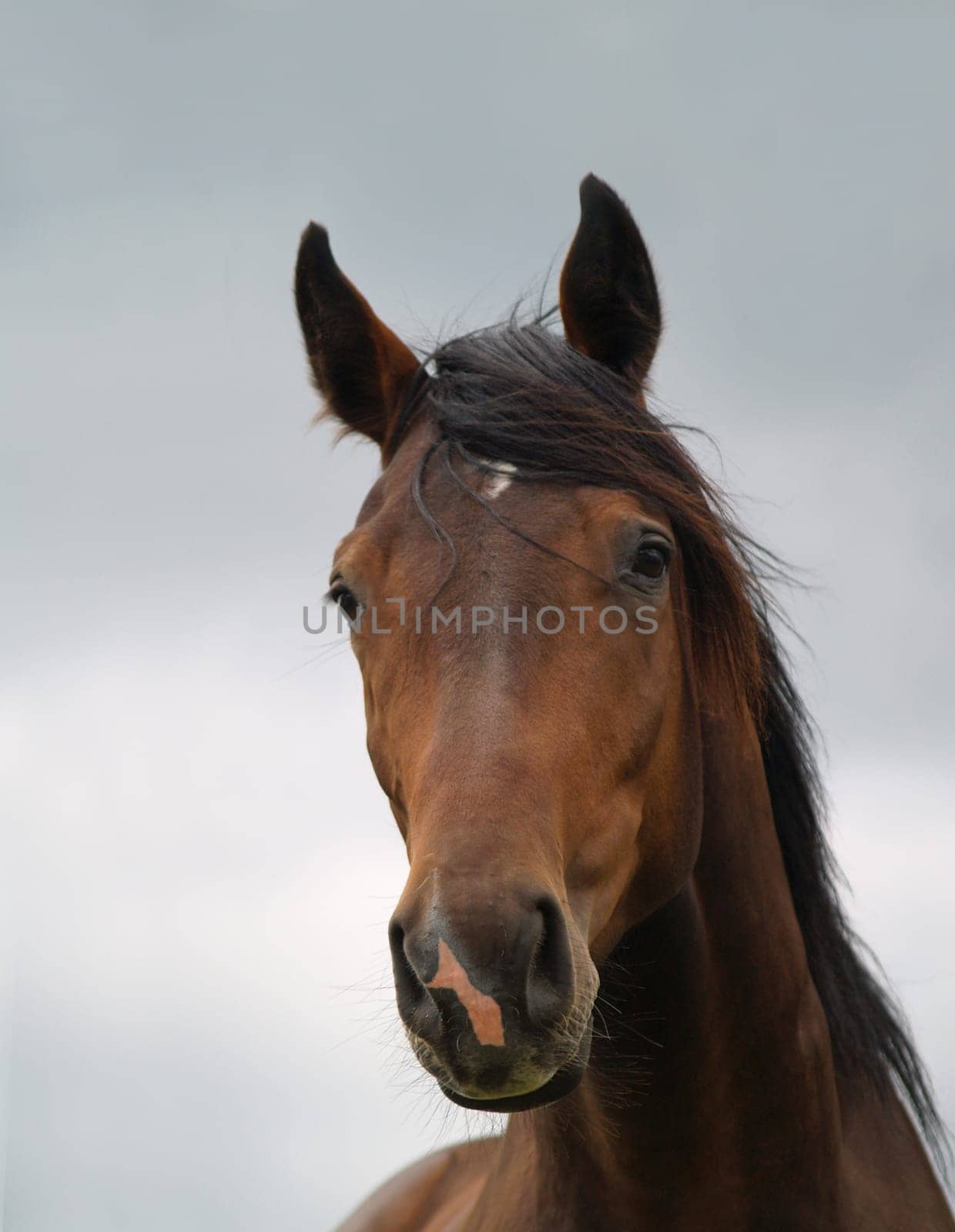 Horse portrait
