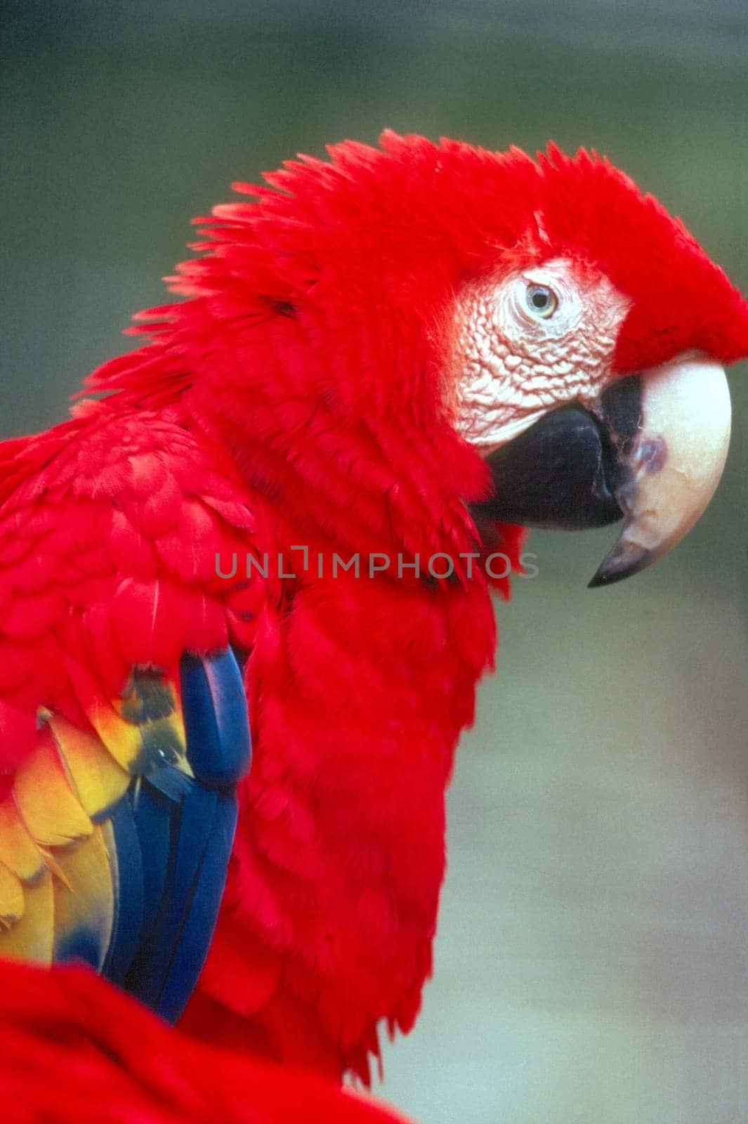 Red Macaw